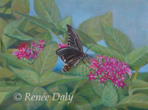 Female Eastern Tiger Swallowtail butterfly on a Pentas flower.